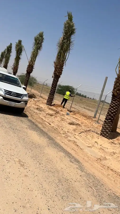 نخل  . زيتون   فسايل   واشنطونيا 6