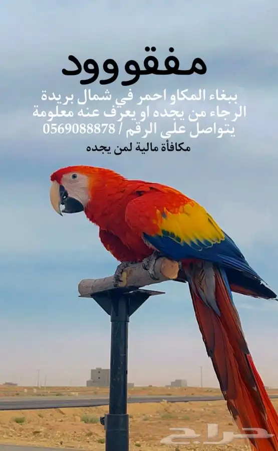 مفقود ببغاء 0