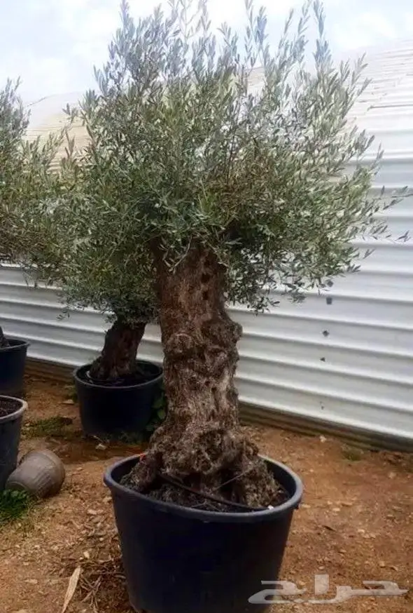 نخل عربي واشنطونيا زيتون 3