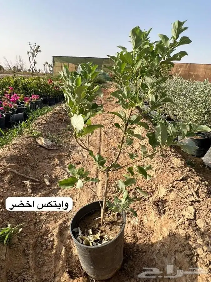 عروض الشتلات الزراعية 24