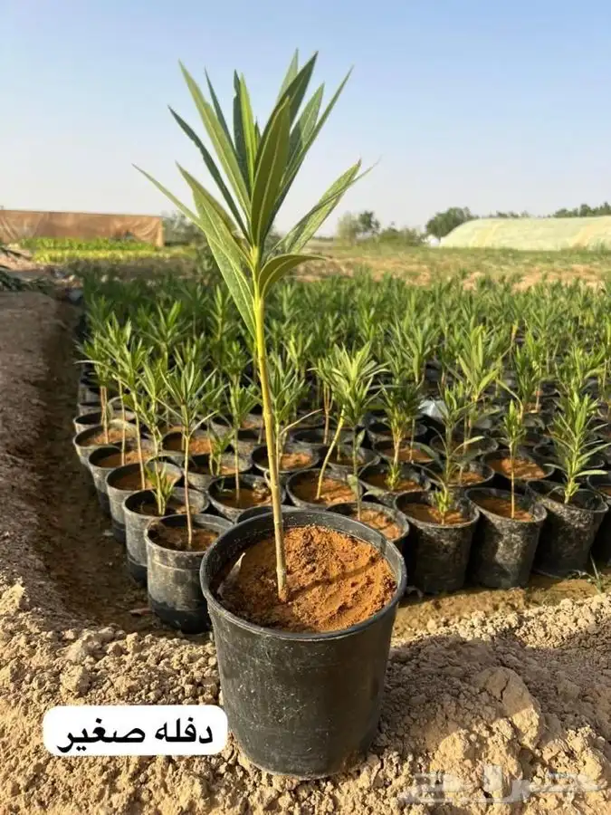 عروض الشتلات الزراعية 23