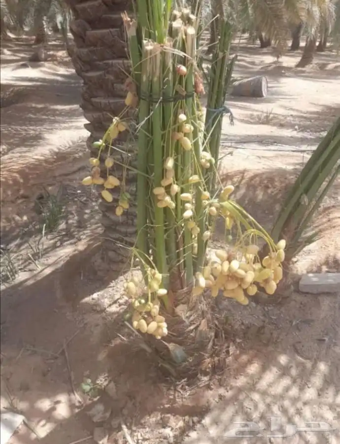 نخل  . زيتون   فسايل   واشنطونيا 18