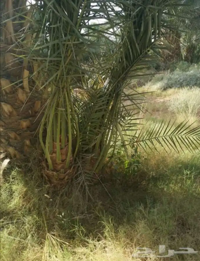 نخل  . زيتون   فسايل   واشنطونيا 16
