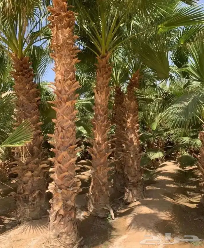 نخل  . زيتون   فسايل   واشنطونيا 13