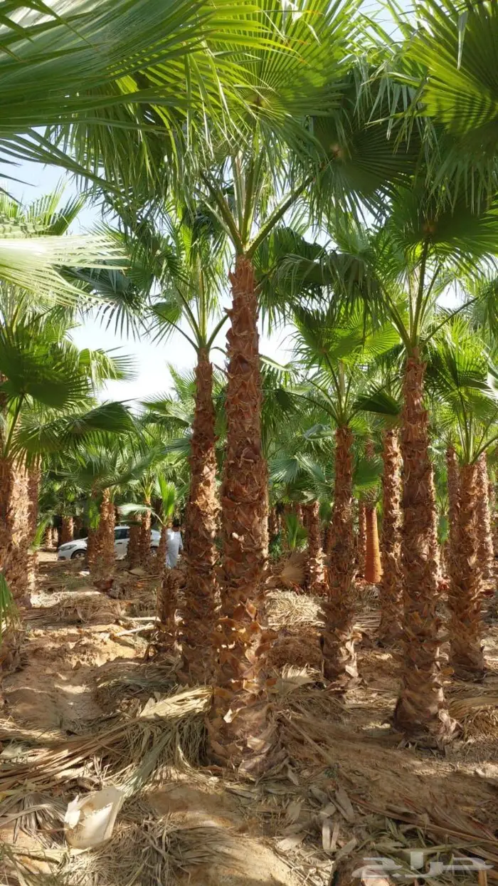 نخل عربي واشنطونيا زيتون 8