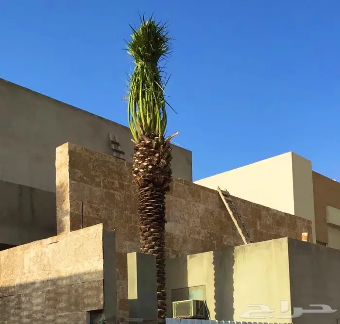 نخل عربي واشنطونيا زيتون 2