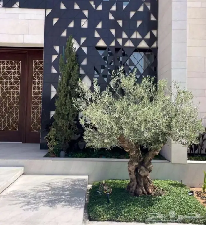 نخل عربي واشنطونيا زيتون 5