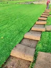 تنسيق حدائق وزراعة 1