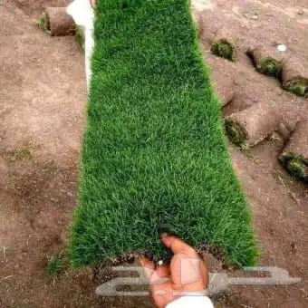 تنسيق حدائق وزراعة 0