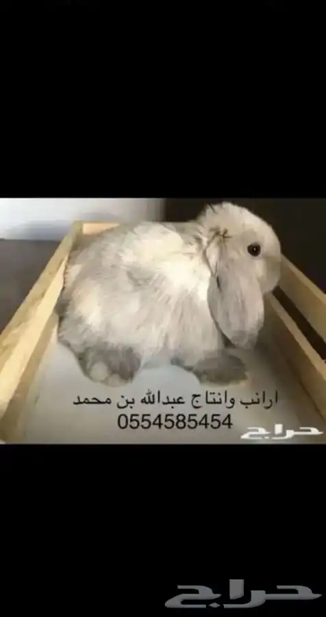 ارانب 0