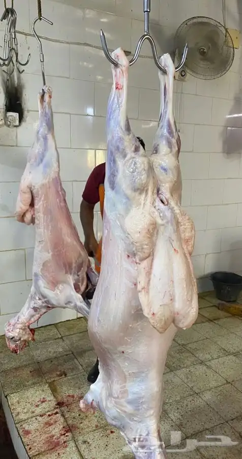 ذبايح طليان حري ذبح توصيل لباب البيت نضمن الجودة 4