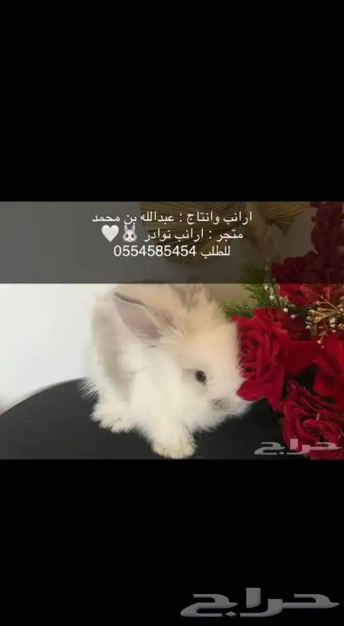 ارانب 6
