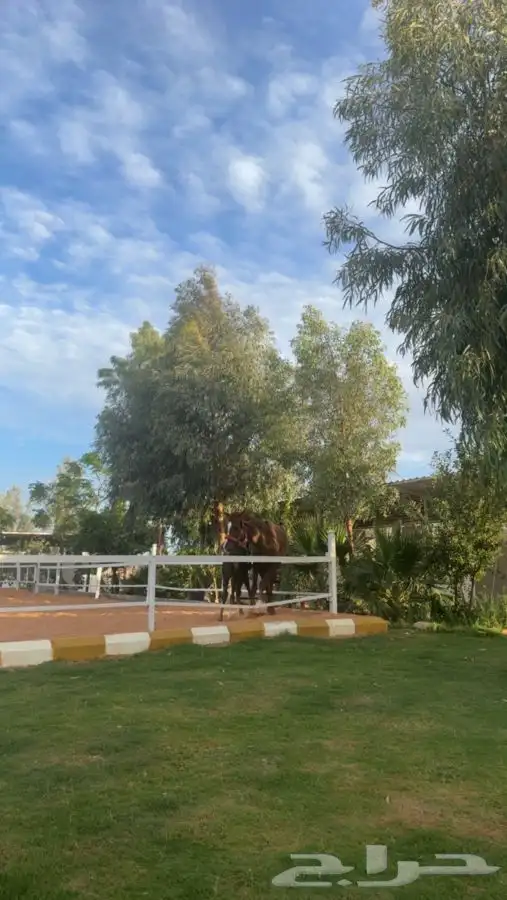 ايواء خيل و تسمين خيل وعلاج 11