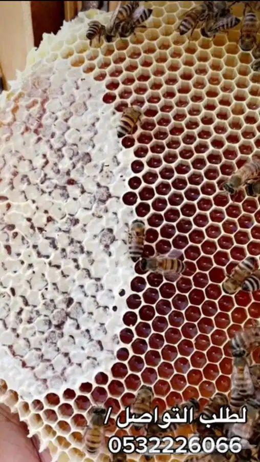 عسل طلح بري من اودية تبوك ( عرض خاص ) 2