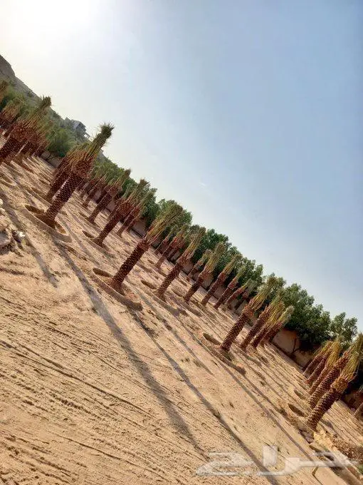 نخل (فسايل مثمرة نقايل زراعة ريتون ) 0