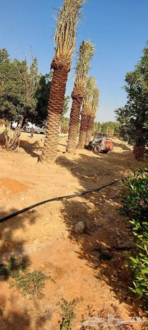 نخل (فسايل مثمرة نقايل زراعة ريتون ) 3
