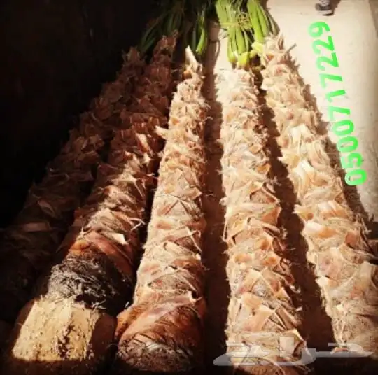 تنسيق حدائق وزراعة 3