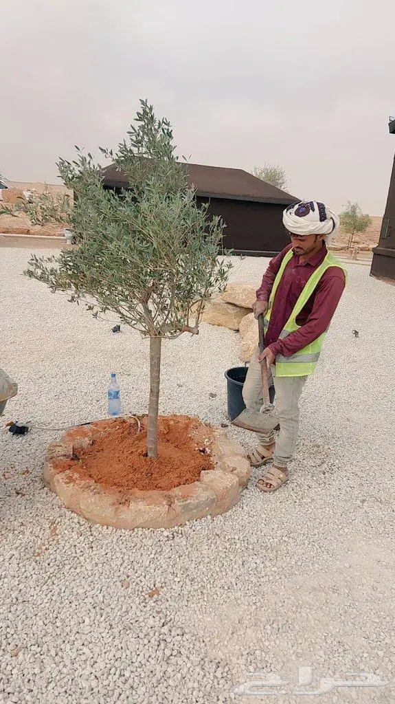 نخل (فسايل مثمرة نقايل زراعة ريتون ) 2