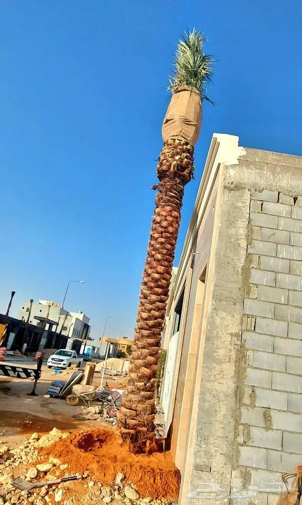 نخل (فسايل مثمرة نقايل زراعة ريتون ) 1