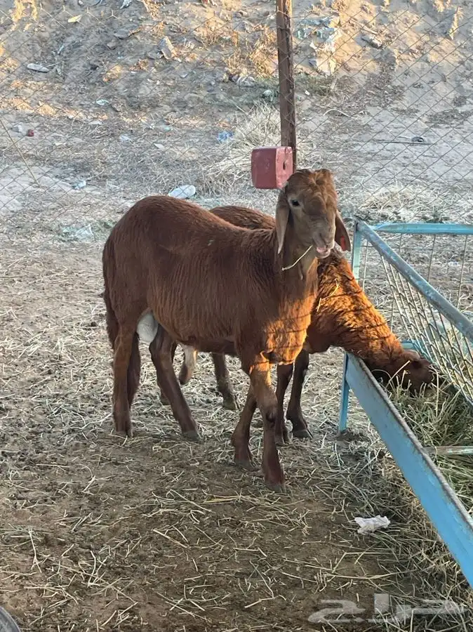 ذبايح طليان حريه شامل الذبح والتوصيل 7