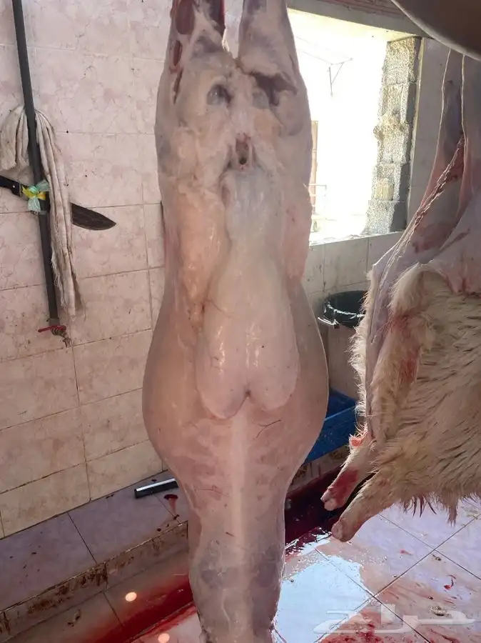 ذبايح طليان حريه شامل الذبح والتوصيل 3