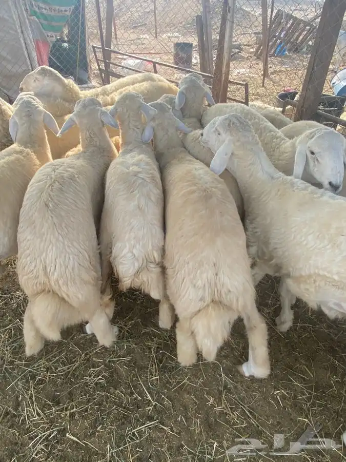 ذبايح طليان حري ذبح توصيل لباب البيت نضمن الجودة 1