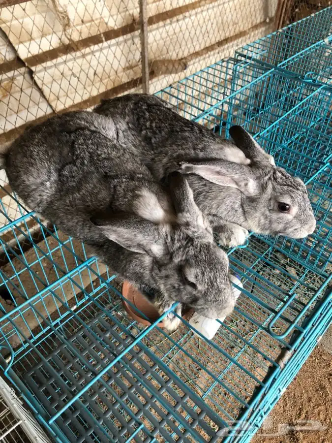 عرضين ارانب الشنشيلا العملاق (تم البيع) 1