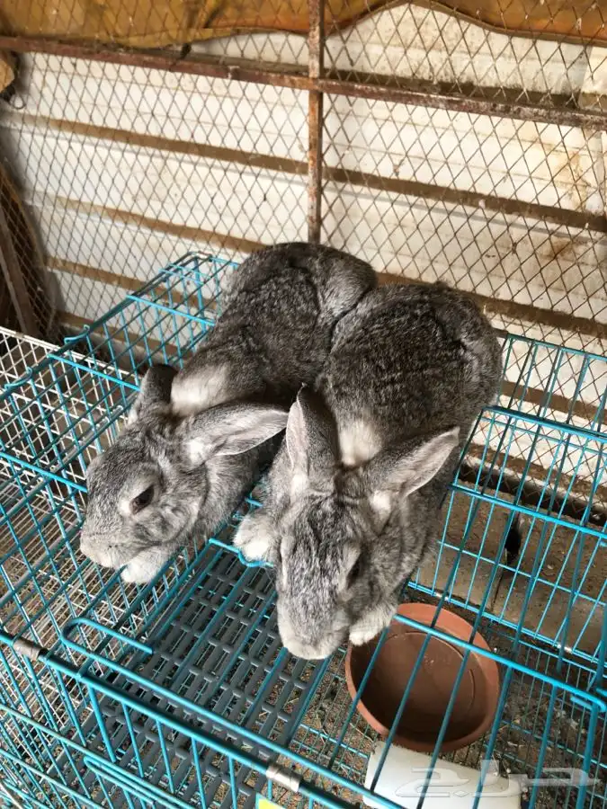 عرضين ارانب الشنشيلا العملاق (تم البيع) 0