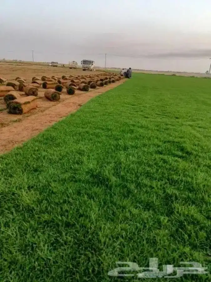 تنسيق حدائق وزراعة 4