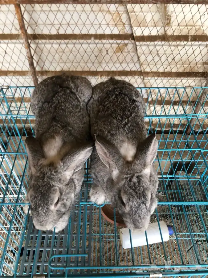 عرضين ارانب الشنشيلا العملاق (تم البيع) 2