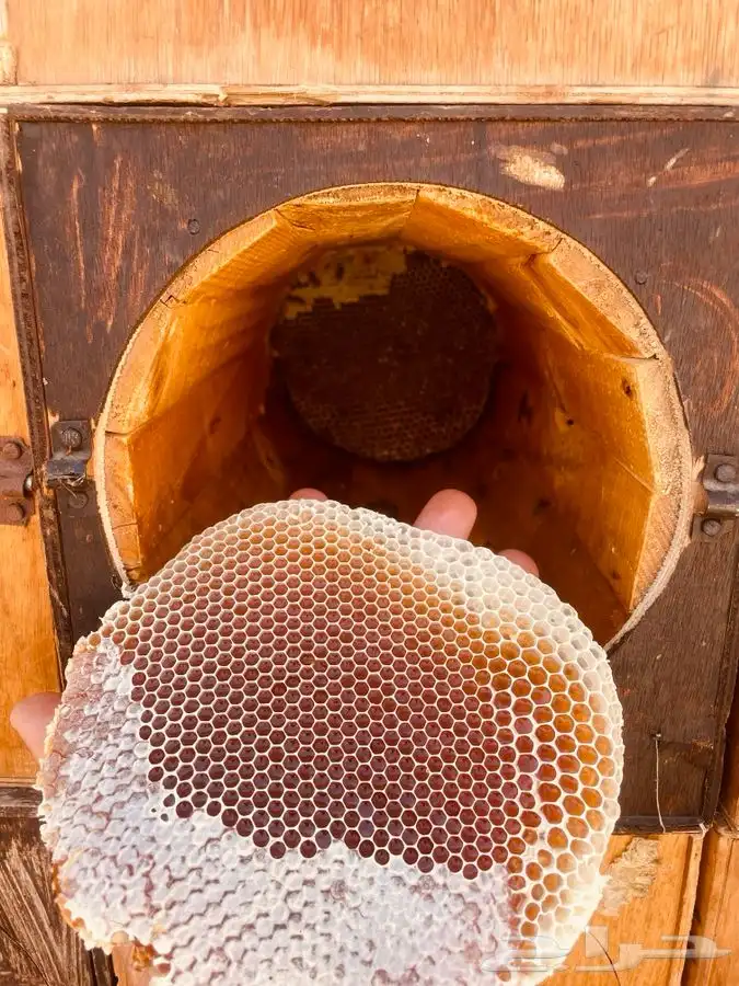 عسل طلح من اودية تبوك انتاج من منحلنا الخاص 4