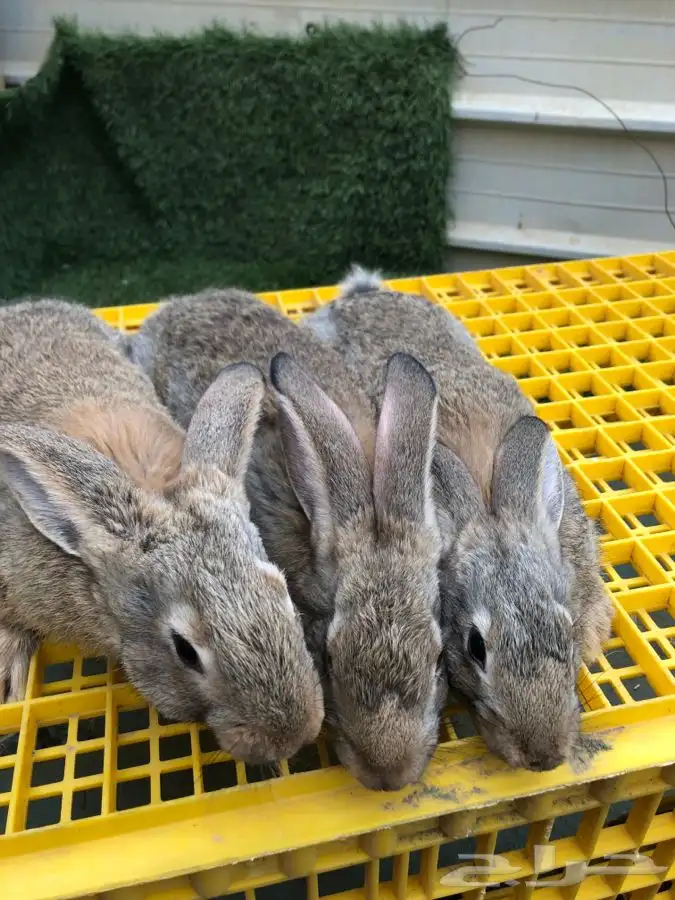 عرضين ارانب الشنشيلا العملاق (تم البيع) 4