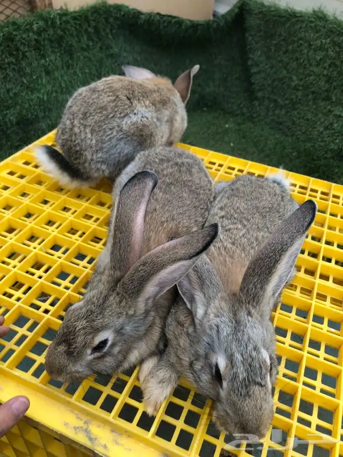 عرضين ارانب الشنشيلا العملاق (تم البيع) 5