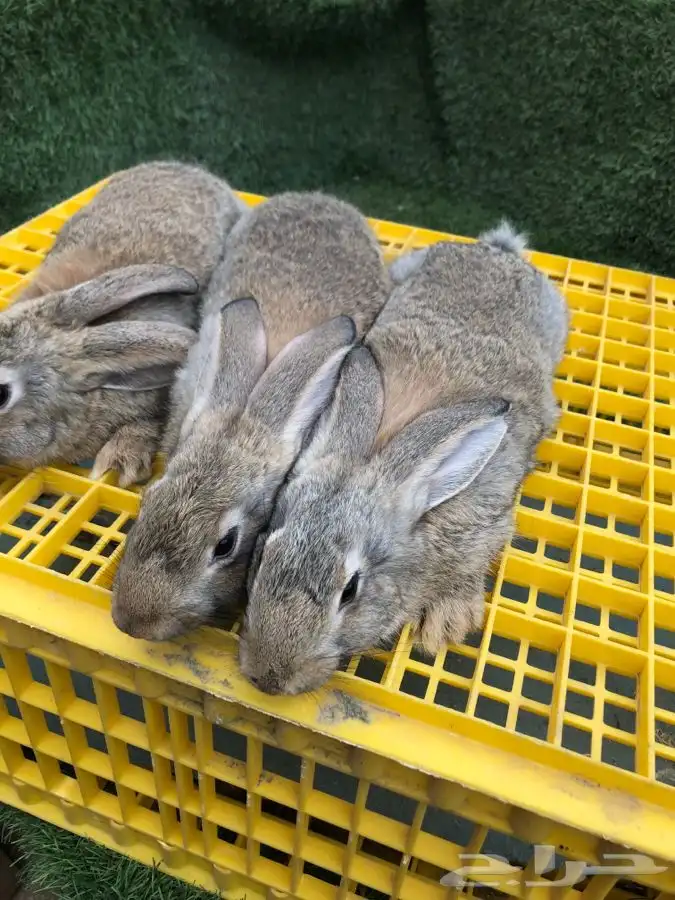 عرضين ارانب الشنشيلا العملاق (تم البيع) 3