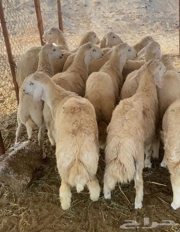 ذبايح طليان حري ذبح توصيل لباب البيت نضمن الجودة 0