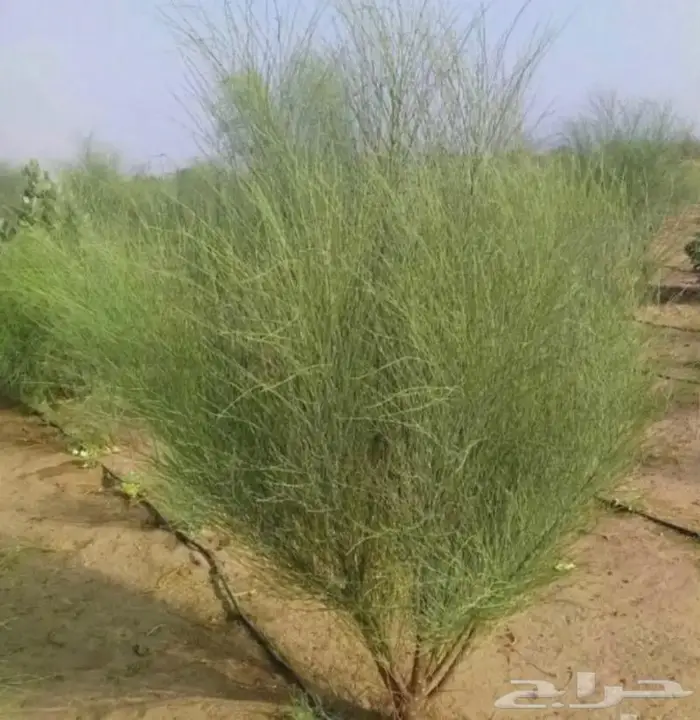 بذور شجرة المورينجا البان العربي صالحه للعصر 0