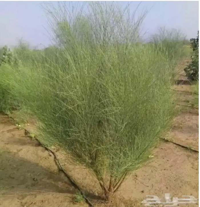 بذور شجرة المورينجا البان العربي صالحه للعصر 1