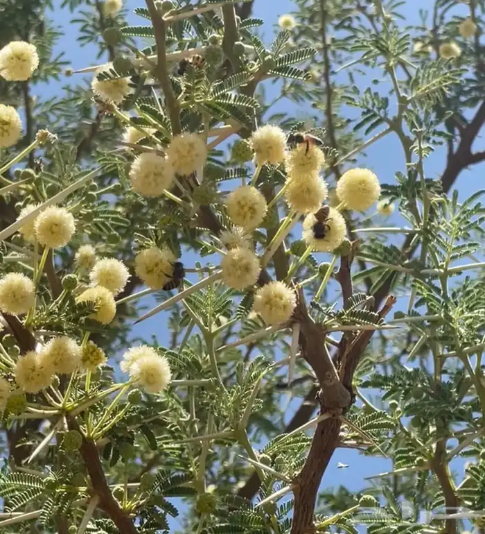 عسل طلح بري من اودية تبوك ( عرض خاص ) 6