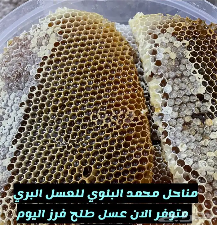 عسل طلح من اودية تبوك انتاج من منحلنا الخاص 5