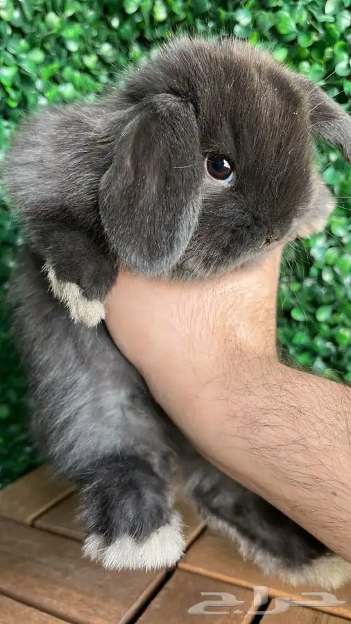 ارنب هولندلوب 1