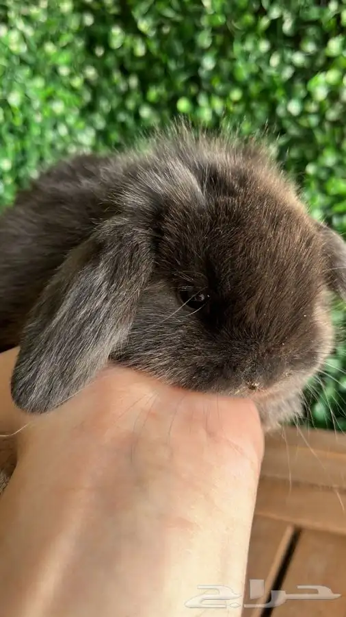 ارنب هولندلوب 0