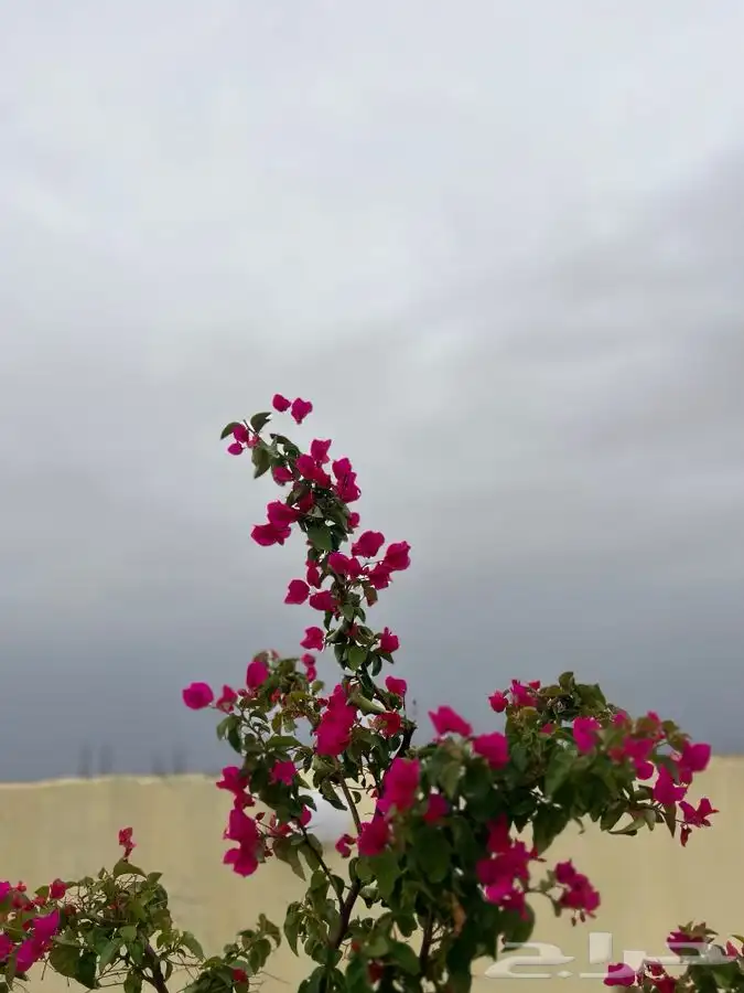جماجم الرديفه قريب الناصفه 24