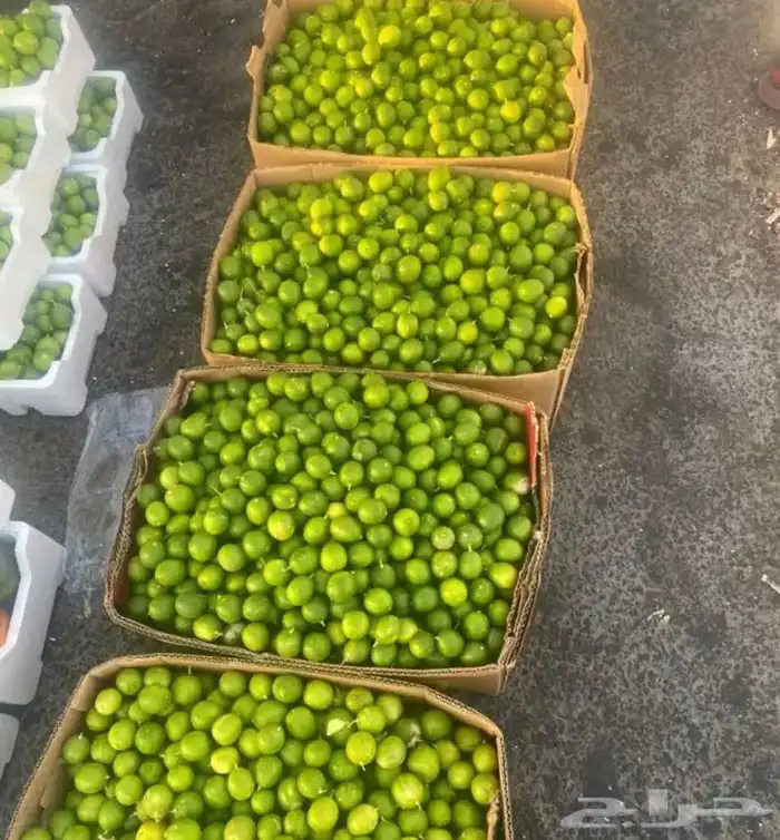 ليمون ابو زهير 4