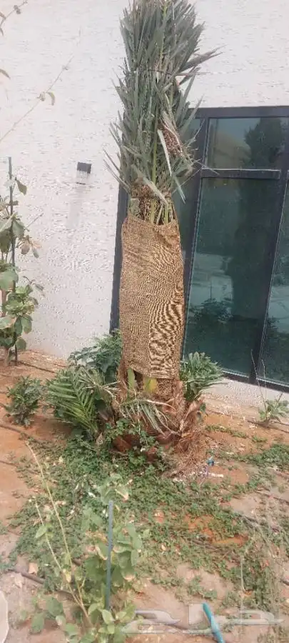 زراعة نخيل واشجار بريه   زراعة القصور والفلل 3