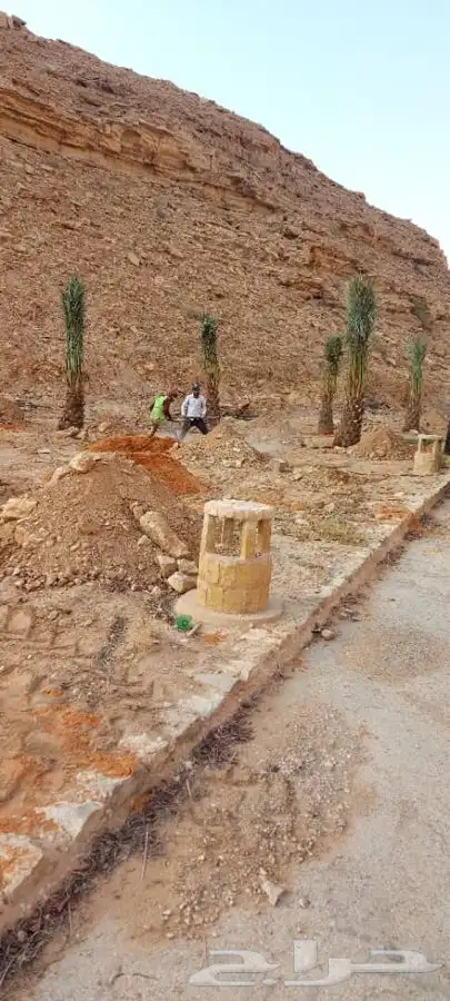 زراعة نخيل واشجار بريه   زراعة القصور والفلل 13