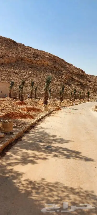 زراعة نخيل واشجار بريه   زراعة القصور والفلل 12
