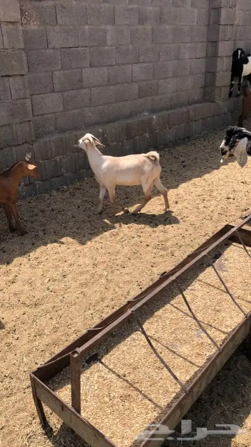 طليان وتيوس 0