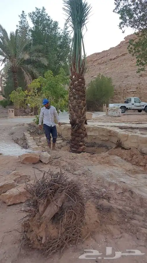 زراعة نخيل واشجار بريه   زراعة القصور والفلل 7