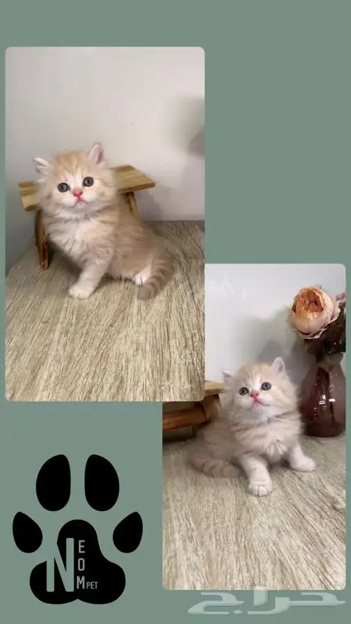 سكوتش فولد قطط صغيره هملايا شيرازي انثى ذكر بيرشن هاف بيكي 2