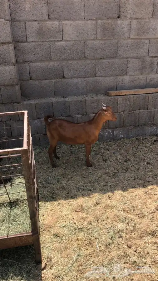 طليان وتيوس 1